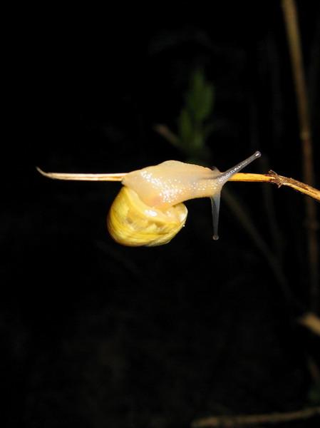 escargot acrobate